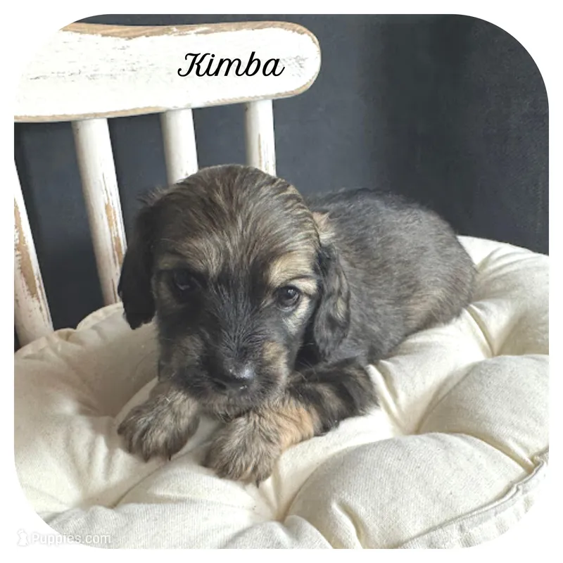 Kimba ... AKC – Miniature Dachshund puppy for sale in Smithville, TN