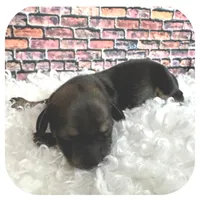 Kimba ... AKC, a female Miniature Dachshund for sale in Smithville, TN – Photo 2 of 10