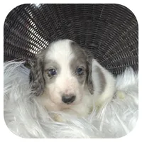 Rocket ... AKC, a male Miniature Dachshund for sale in Smithville, TN – 4 of 8