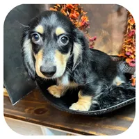Ozwell ... AKC, a male Miniature Dachshund for sale in Smithville, TN – 2 of 9