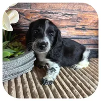 Merlin ... AKC, a male Miniature Dachshund for sale in Smithville, TN – 5 of 9