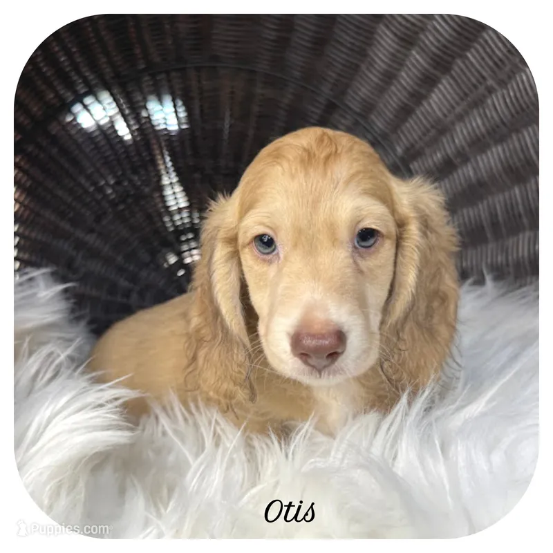 Otis ... AKC – Miniature Dachshund puppy for sale in Smithville, TN