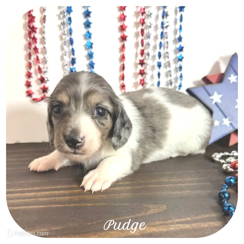 Pudge ... AKC – Miniature Dachshund puppy for sale in Smithville, TN
