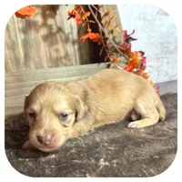 Scottie ... AKC, a male Miniature Dachshund for sale in Smithville, TN – 2 of 10