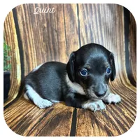 Quint ... AKC, a male Miniature Dachshund for sale in Smithville, TN – 1 of 8