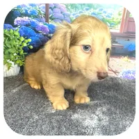 Kazoo ... AKC, a male Miniature Dachshund for sale in Smithville, TN – 2 of 10