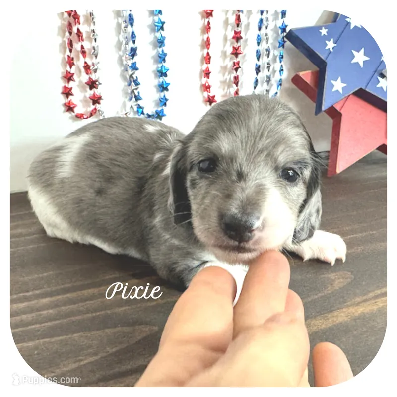 Pixie ... AKC – Miniature Dachshund puppy for sale in Smithville, TN