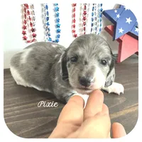 Pixie ... AKC, a female Miniature Dachshund for sale in Smithville, TN – 1 of 8