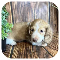 Odessa ... AKC, a female Miniature Dachshund for sale in Smithville, TN – 4 of 8