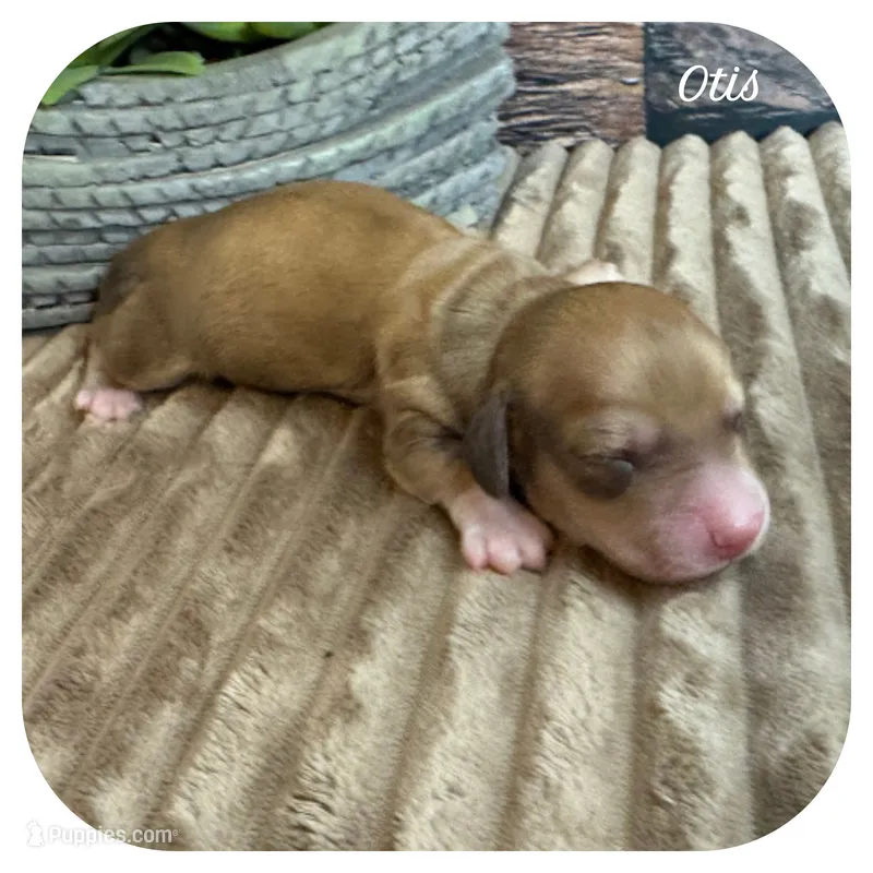 Otis ... AKC – Miniature Dachshund puppy for sale in Smithville, TN