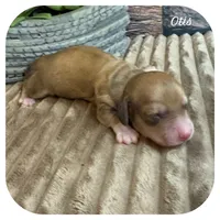 Otis ... AKC, a male Miniature Dachshund for sale in Smithville, TN – 1 of 8