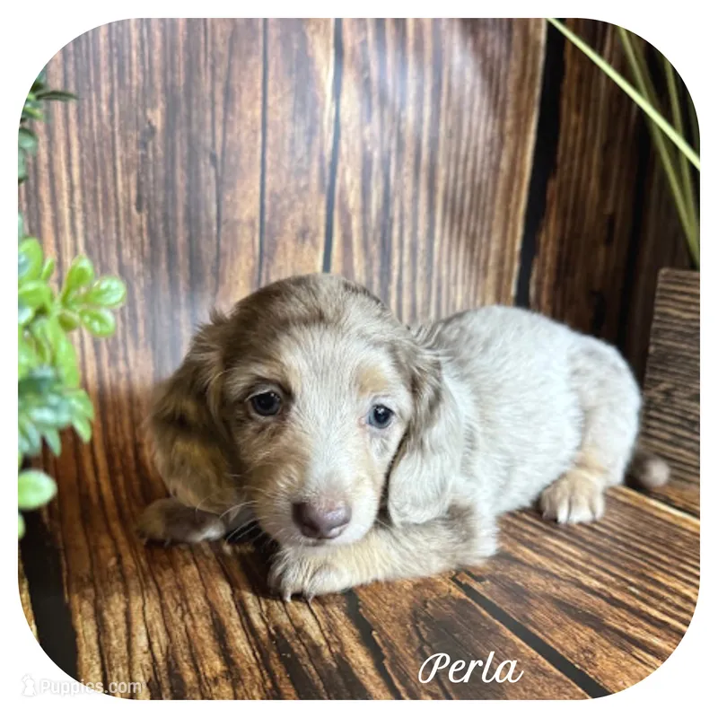 Perla ... AKC – Miniature Dachshund puppy for sale in Smithville, TN