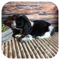 Merlin ... AKC, a male Miniature Dachshund for sale in Smithville, TN – 7 of 9
