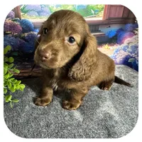 Lolli ... AKC, a female Miniature Dachshund for sale in Smithville, TN – 2 of 10