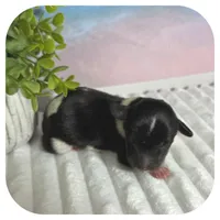 Quint ... AKC, a male Miniature Dachshund for sale in Smithville, TN – 5 of 7