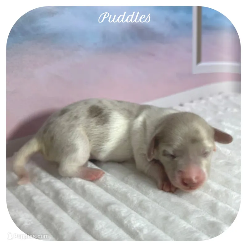 Puddles ... AKC – Miniature Dachshund puppy for sale in Smithville, TN