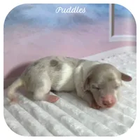 Puddles ... AKC, a female Miniature Dachshund for sale in Smithville, TN – 1 of 9