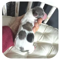 Marble ... AKC, a female Miniature Dachshund for sale in Smithville, TN – 2 of 7