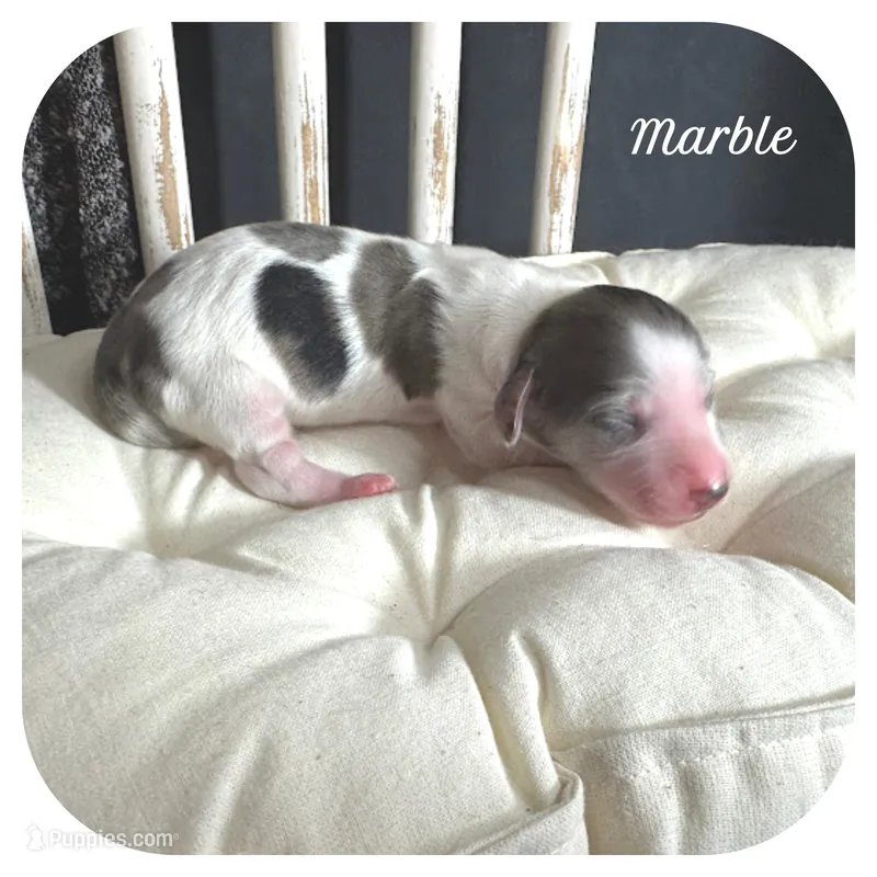 Marble ... AKC – Miniature Dachshund puppy for sale in Smithville, TN