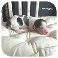 Marble ... AKC, a female Miniature Dachshund for sale in Smithville, TN – 1 of 7