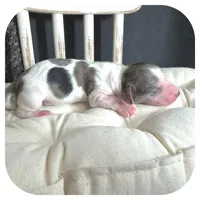 Marble ... AKC, a female Miniature Dachshund for sale in Smithville, TN – 4 of 7