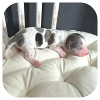 Marble ... AKC, a female Miniature Dachshund for sale in Smithville, TN – 5 of 7