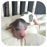 Marble ... AKC, a female Miniature Dachshund for sale in Smithville, TN – 3 of 7