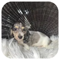 Pudge ... AKC, a male Miniature Dachshund for sale in Smithville, TN – 2 of 8