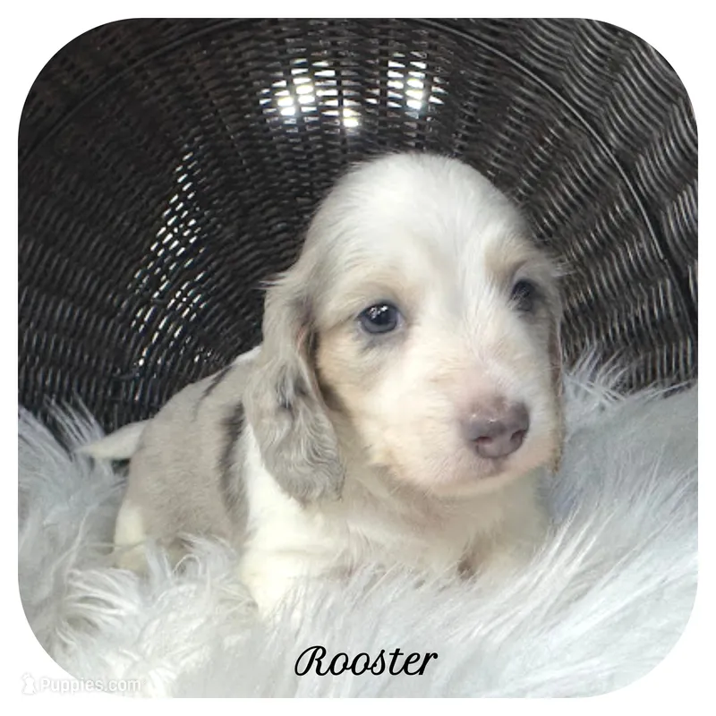 Rooster ... AKC – Miniature Dachshund puppy for sale in Smithville, TN