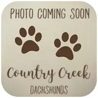 Ulix ... AKC, a male Miniature Dachshund for sale in Smithville, TN – 1 of 3