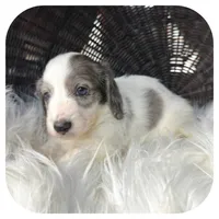 Rocket ... AKC, a male Miniature Dachshund for sale in Smithville, TN – 2 of 8