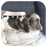 Iggie ... AKC, a male Miniature Dachshund for sale in Smithville, TN – 6 of 10