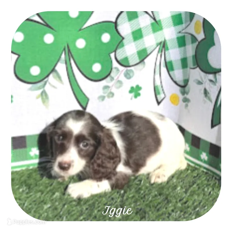 Iggie ... AKC – Miniature Dachshund puppy for sale in Smithville, TN