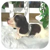 Iggie ... AKC, a male Miniature Dachshund for sale in Smithville, TN – Photo 2 of 10