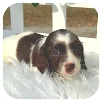 Iggie ... AKC, a male Miniature Dachshund for sale in Smithville, TN – Photo 5 of 10