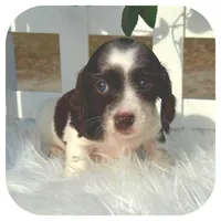 Iggie ... AKC, a male Miniature Dachshund for sale in Smithville, TN – Photo 7 of 10