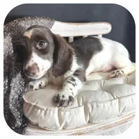 Iggie ... AKC, a male Miniature Dachshund for sale in Smithville, TN – 2 of 10