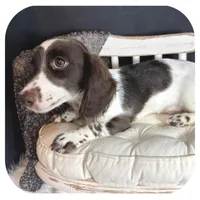 Iggie ... AKC, a male Miniature Dachshund for sale in Smithville, TN – 3 of 10