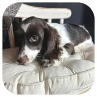 Iggie ... AKC, a male Miniature Dachshund for sale in Smithville, TN – 5 of 10