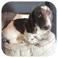 Iggie ... AKC, a male Miniature Dachshund for sale in Smithville, TN – 7 of 10