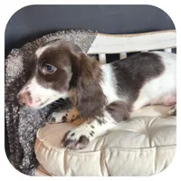 Iggie ... AKC, a male Miniature Dachshund for sale in Smithville, TN – 4 of 10