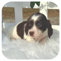 Iggie ... AKC, a male Miniature Dachshund for sale in Smithville, TN – Photo 8 of 10