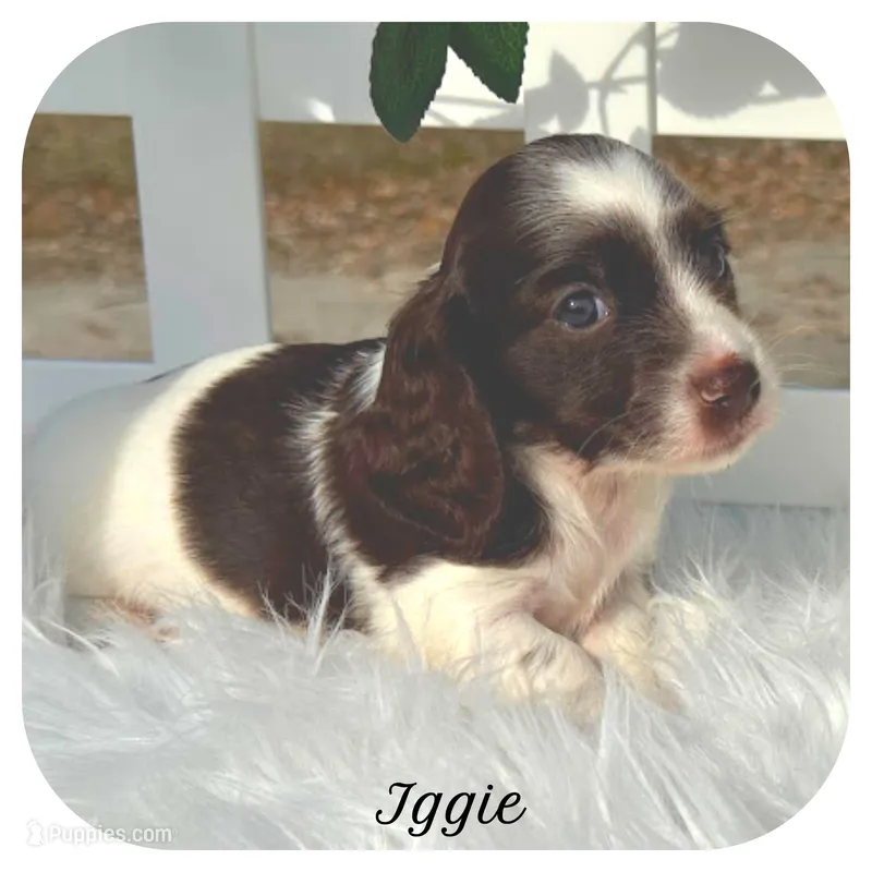 Iggie ... AKC – Miniature Dachshund puppy for sale in Smithville, TN