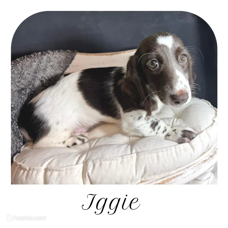 Iggie ... AKC – Miniature Dachshund puppy for sale in Smithville, TN