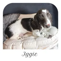 Iggie ... AKC, a male Miniature Dachshund for sale in Smithville, TN – 1 of 10