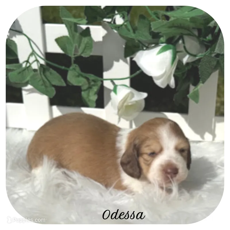 Odessa ... AKC – Miniature Dachshund puppy for sale in Smithville, TN