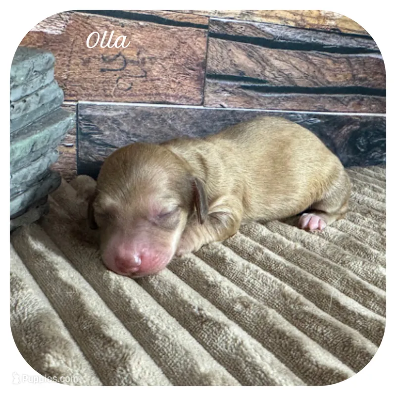 Olla ... AKC – Miniature Dachshund puppy for sale in Smithville, TN