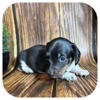 Quint ... AKC, a male Miniature Dachshund for sale in Smithville, TN – 6 of 8
