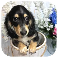 Ozwell ... AKC, a male Miniature Dachshund for sale in Smithville, TN – 4 of 9