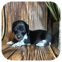 Quint ... AKC, a male Miniature Dachshund for sale in Smithville, TN – 3 of 8